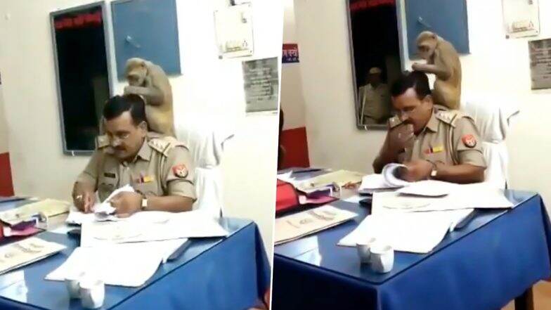 पीलीभीत: बंदर ने यूपी पुलिस अधिकारी के कंधे पर बैठकर निकाली जुएं, देखें वायरल वीडियो पीलीभीत: बंदर ने यूपी पुलिस अधिकारी के कंधे पर बैठकर निकाली जुएं, देखें वायरल वीडियो