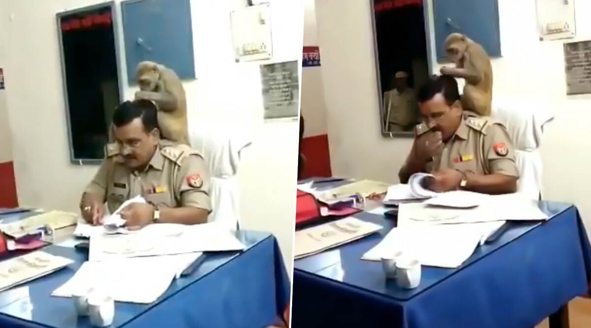 पीलीभीत: बंदर ने यूपी पुलिस अधिकारी के कंधे पर बैठकर निकाली जुएं, देखें वायरल वीडियो पीलीभीत: बंदर ने यूपी पुलिस अधिकारी के कंधे पर बैठकर निकाली जुएं, देखें वायरल वीडियो