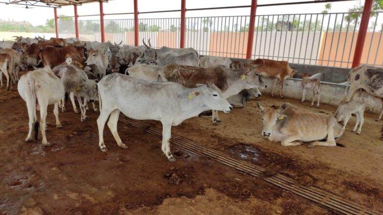 उत्तर प्रदेश: अतर्रा की सरकारी गौशाला में 4 दिनों में 13 गायों की हुई मौत उत्तर प्रदेश: अतर्रा की सरकारी गौशाला में 4 दिनों में 13 गायों की हुई मौत