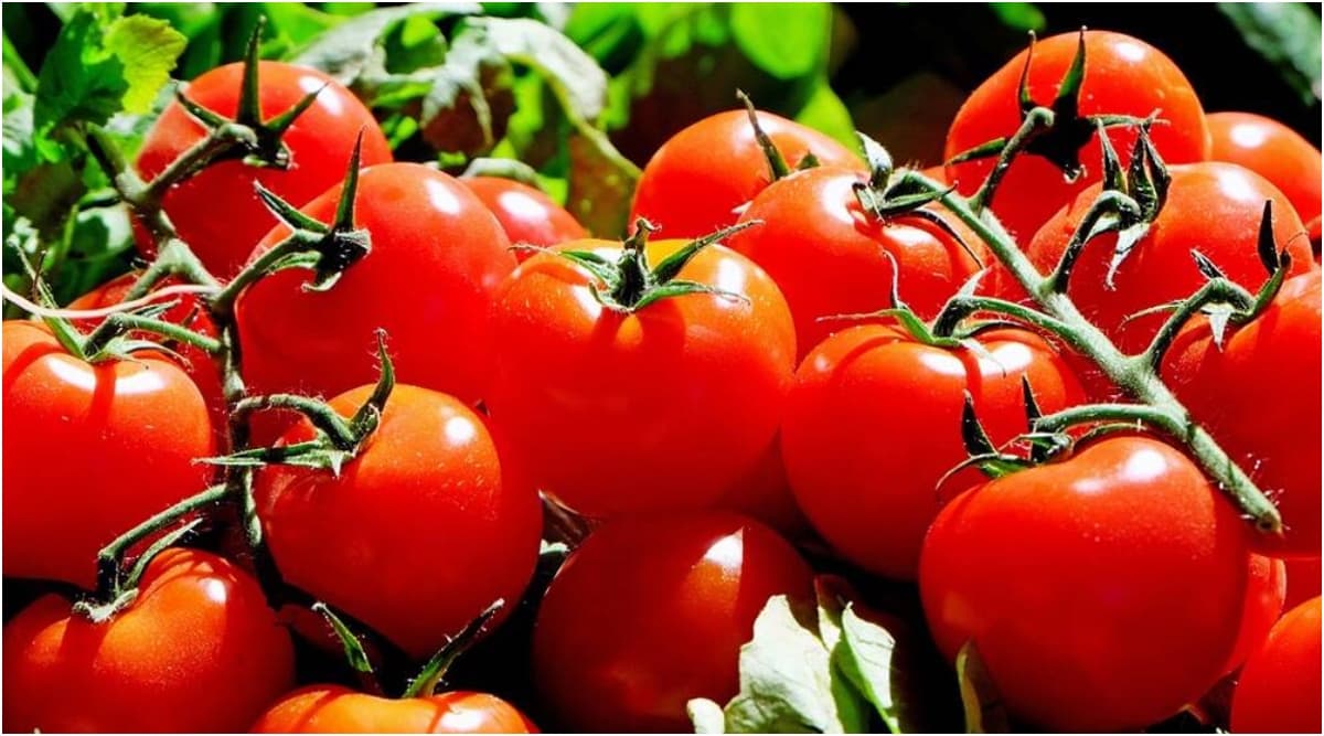 Tomato Prices in Delhi: एक कैरेट टमाटर के लिए सब्जी विक्रेताओं को चुकाना पड़ रहा है 900 से 1000 रुपये, बारिश के कारण बढ़ी कीमत