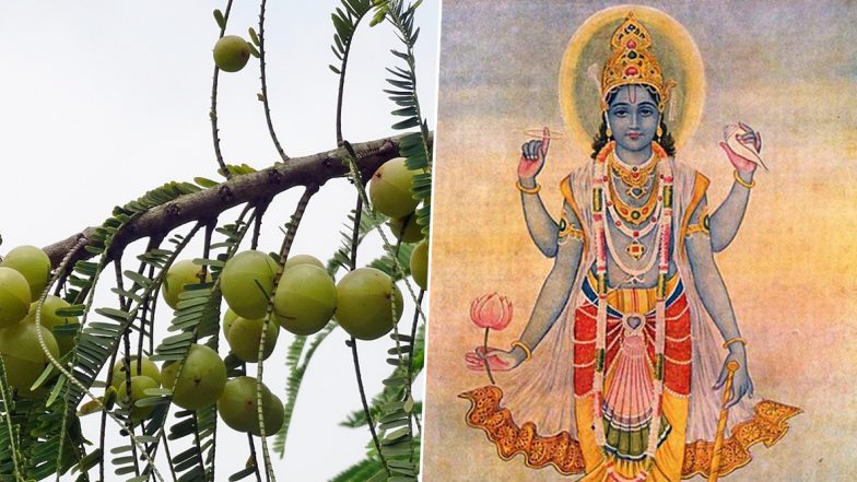 Amla Navami 2019: फलदायी है आंवला नवमी, जानें शुभ मुहूर्त और पूजा विधि