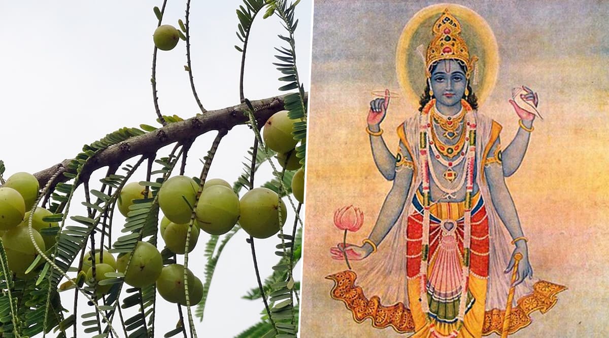 Amla Navami 2019: फलदायी है आंवला नवमी, जानें शुभ मुहूर्त और पूजा विधि Amla Navami 2019: फलदायी है आंवला नवमी, जानें शुभ मुहूर्त और पूजा विधि
