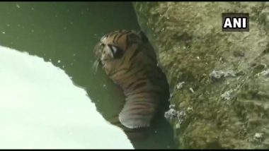 महाराष्ट्र: नदी में चट्टानों के बीच फंसकर एक बाघ की हुई मौत, देखें वीडियो