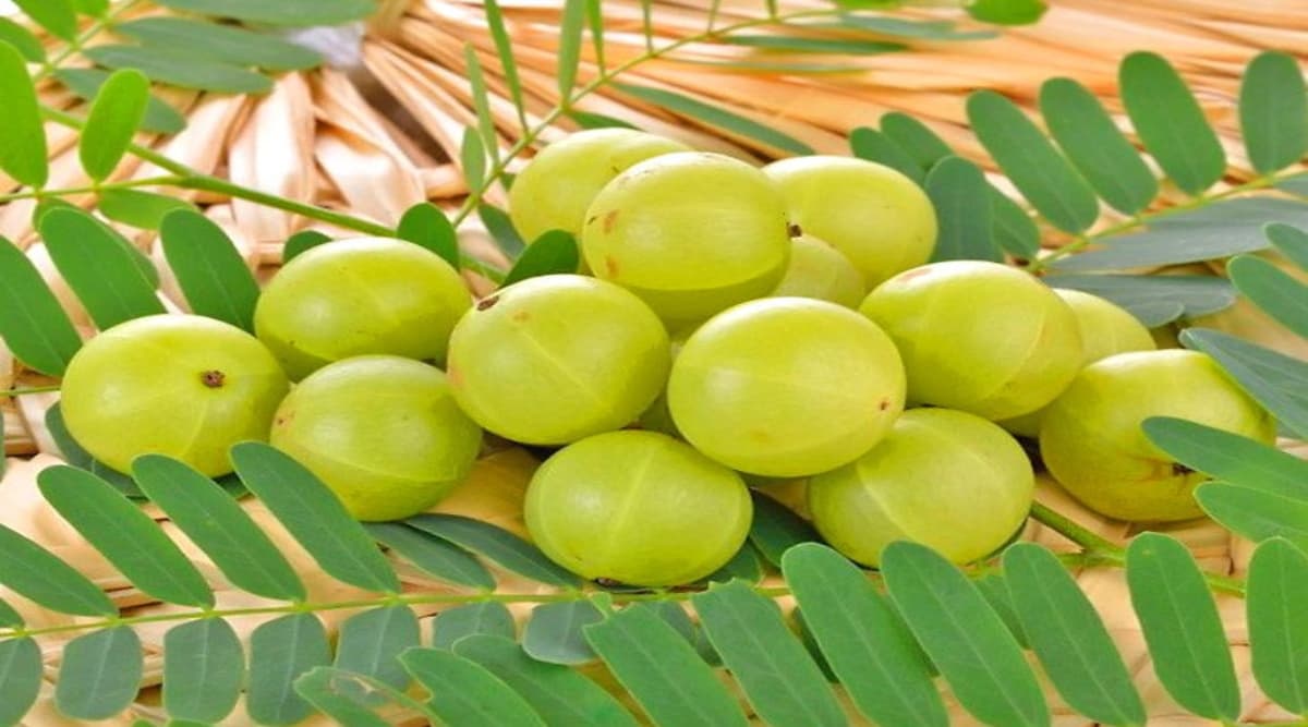 Amla Navami 2019: आंवला नवमी व्रत से संतान-सुख एवं खुशहाल दाम्पत्य की प्राप्ति होती है, जानें व्रत-पूजा विधि और पारंपरिक कथा Amla Navami 2019: आंवला नवमी व्रत से संतान-सुख एवं खुशहाल दाम्पत्य की प्राप्ति होती है, जानें व्रत-पूजा विधि और पारंपरिक कथा