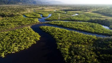ब्राजील के अमेजन जंगलों में पेड़ों के सफाए ने तोड़ा एक दशक का रिकॉर्ड, 43 फीसदी तक बढ़ गया पेड़ों का सफाया