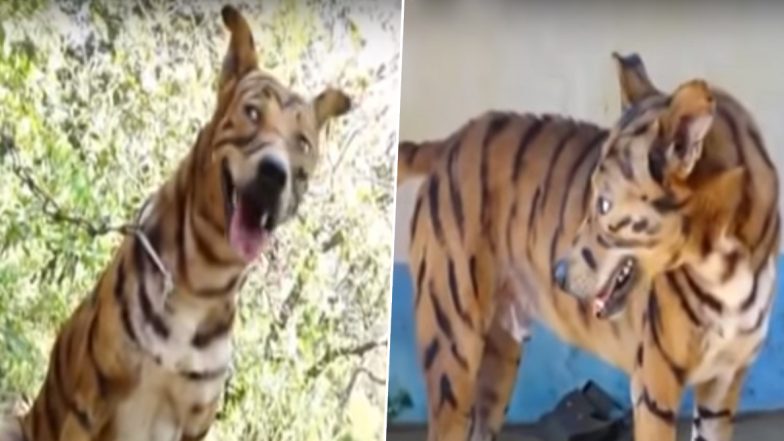 कर्नाटक: किसान ने फसल को बंदरों से बचाने के लिए कुत्ते को बाघ की तरह रंगा, देखें वीडियो