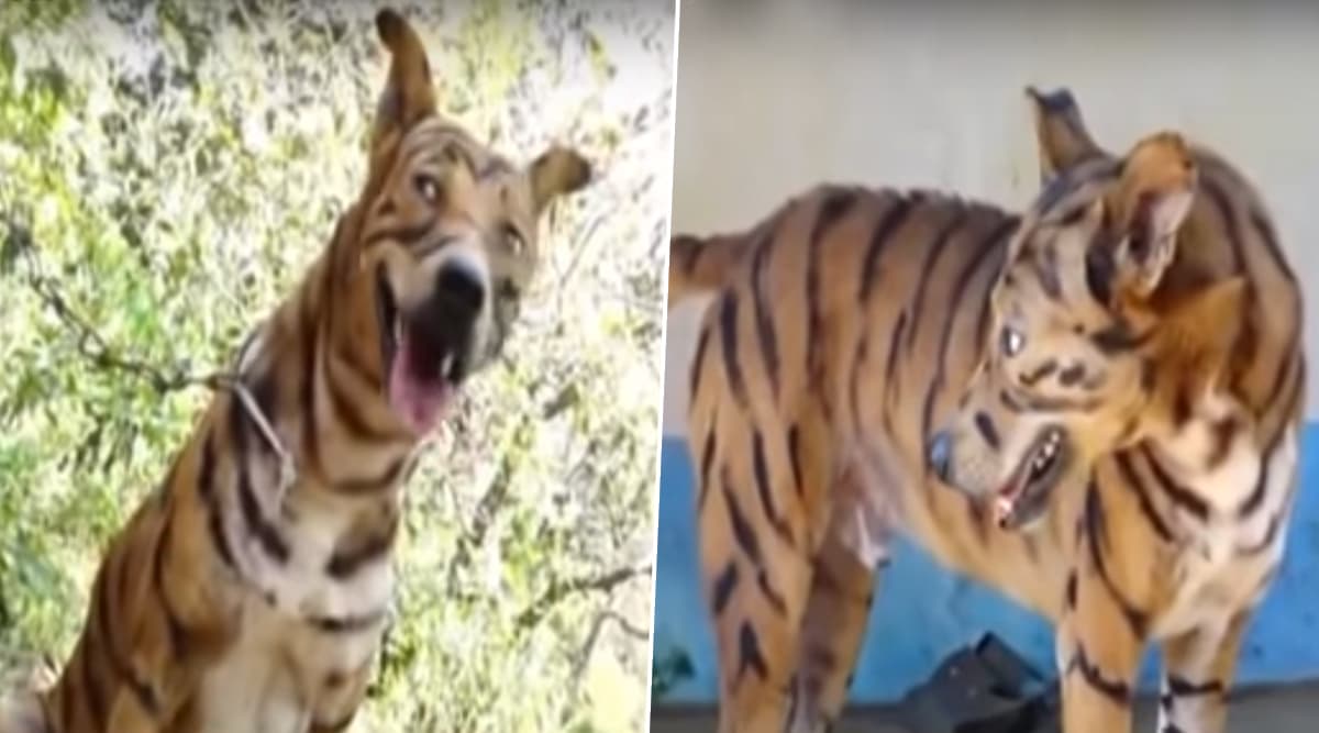 कर्नाटक: किसान ने फसल को बंदरों से बचाने के लिए कुत्ते को बाघ की तरह रंगा, देखें वीडियो कर्नाटक: किसान ने फसल को बंदरों से बचाने के लिए कुत्ते को बाघ की तरह रंगा, देखें वीडियो