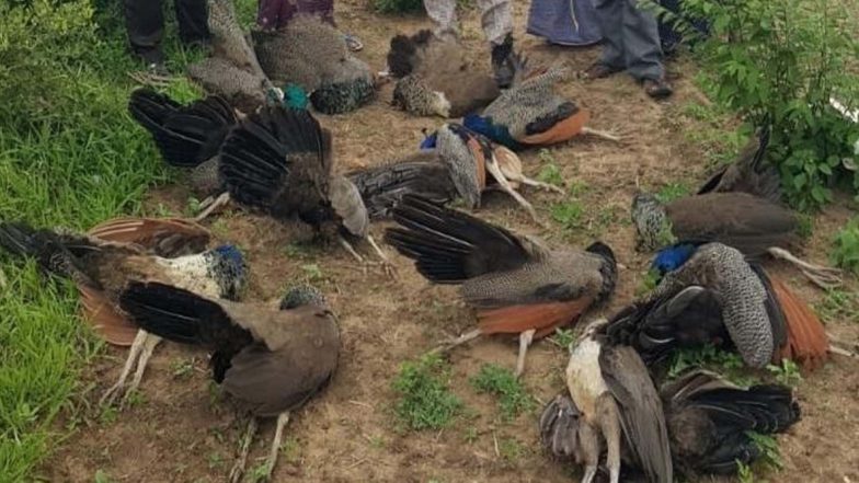 उत्तर प्रदेश: बिजनौर जिले में 4 मोर की हुई मौत, कई पक्षी हुए बेहोश