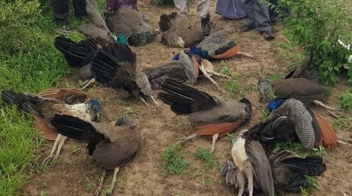 उत्तर प्रदेश: बिजनौर जिले में 4 मोर की हुई मौत, कई पक्षी हुए बेहोश उत्तर प्रदेश: बिजनौर जिले में 4 मोर की हुई मौत, कई पक्षी हुए बेहोश