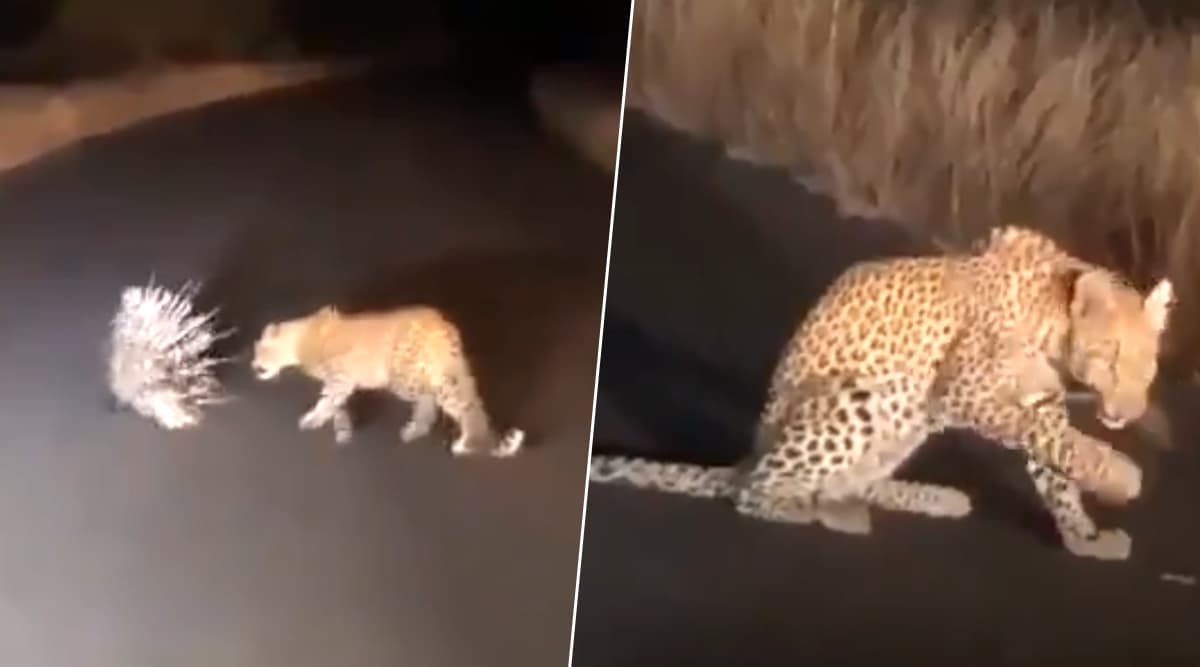 बीच सड़क पर तेंदुआ और साही पाए गए लड़ते हुए, उसके बाद जो हुआ...देखें वायरल वीडियो बीच सड़क पर तेंदुआ और साही पाए गए लड़ते हुए, उसके बाद जो हुआ...देखें वायरल वीडियो