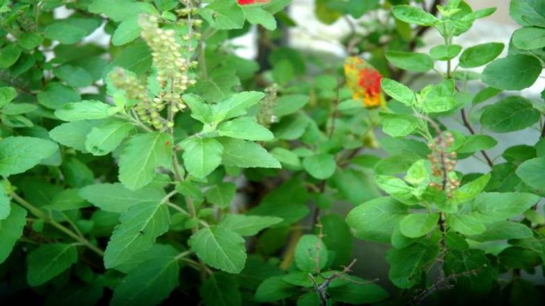 Tulsi Vivah 2019: छोटे से पत्ते में बड़े-बड़े गुण, इसीलिए है 'तुलसी ' सर्वगुण सम्पन्न