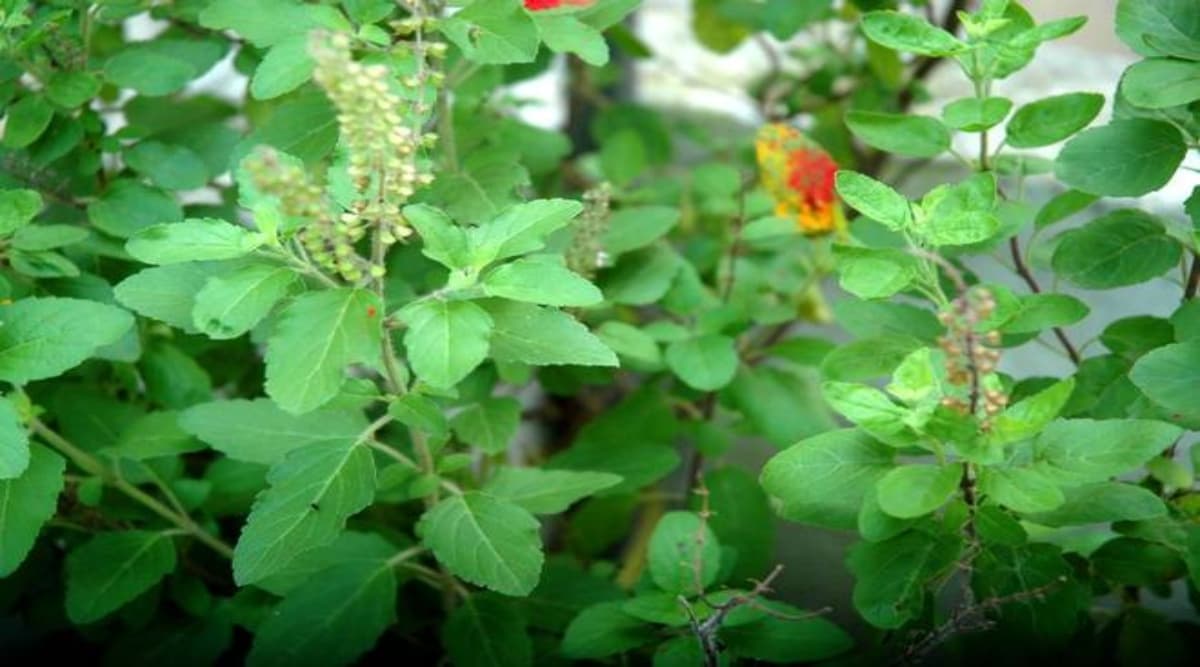 Tulsi Vivah 2019: छोटे से पत्ते में बड़े-बड़े गुण, इसीलिए है 'तुलसी ' सर्वगुण सम्पन्न Tulsi Vivah 2019: छोटे से पत्ते में बड़े-बड़े गुण, इसीलिए है 'तुलसी ' सर्वगुण सम्पन्न