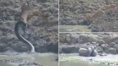 पानी पीने गया था हिरन, तालाब में घात लगाए बैठा था अजगर, उसके बाद जो हुआ..देखें वायरल वीडियो