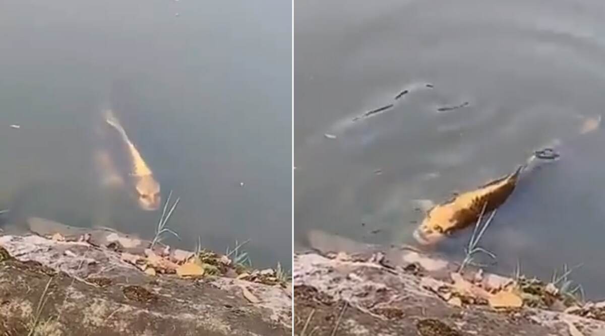 चीन की झील में तैरती हुई दिखी इंसानी चेहरे वाली मछली, देखें वायरल वीडियो चीन की झील में तैरती हुई दिखी इंसानी चेहरे वाली मछली, देखें वायरल वीडियो