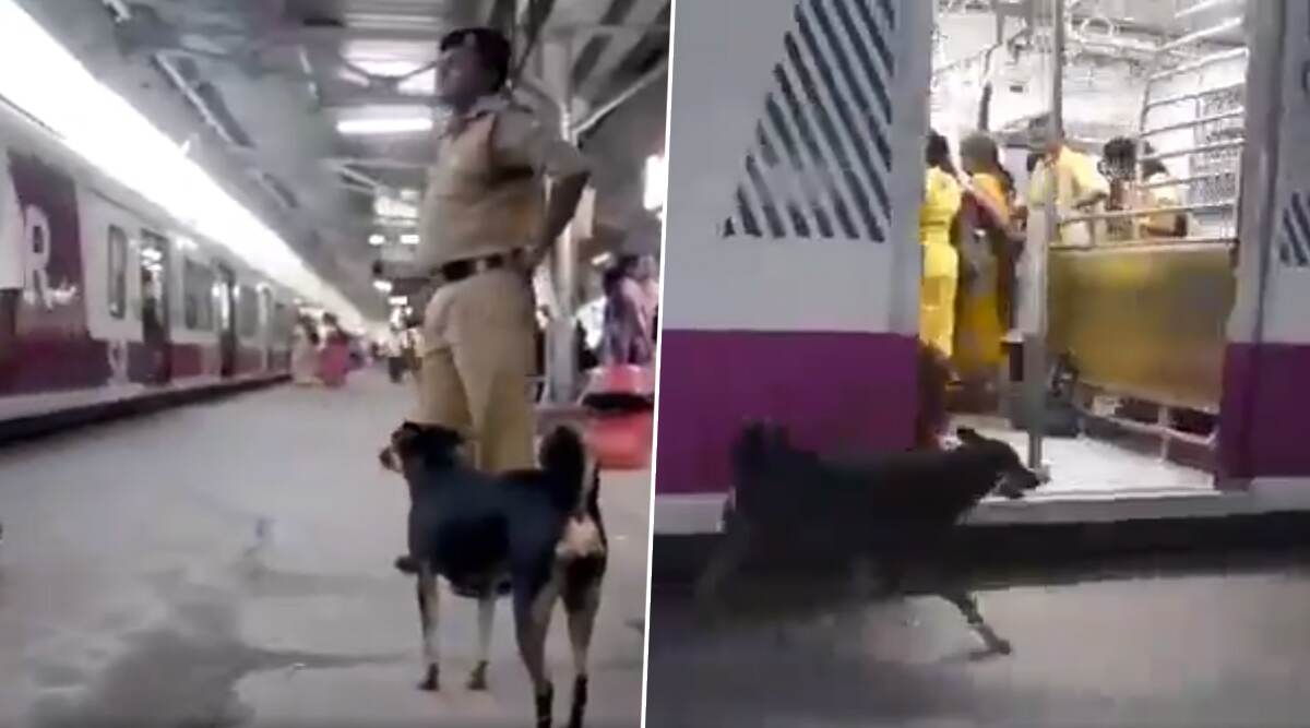 लोगों को भौंककर रेलवे ट्रैक पार करने से रोकता है ये आवारा कुत्ता, देखें वायरल वीडियो लोगों को भौंककर रेलवे ट्रैक पार करने से रोकता है ये आवारा कुत्ता, देखें वायरल वीडियो