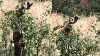 महाराष्ट्र: तीन नेवलों ने किंग कोबरा पर किया अटैक, बुरी तरह से जख्मी हुआ सांप, देखें वायरल वीडियो