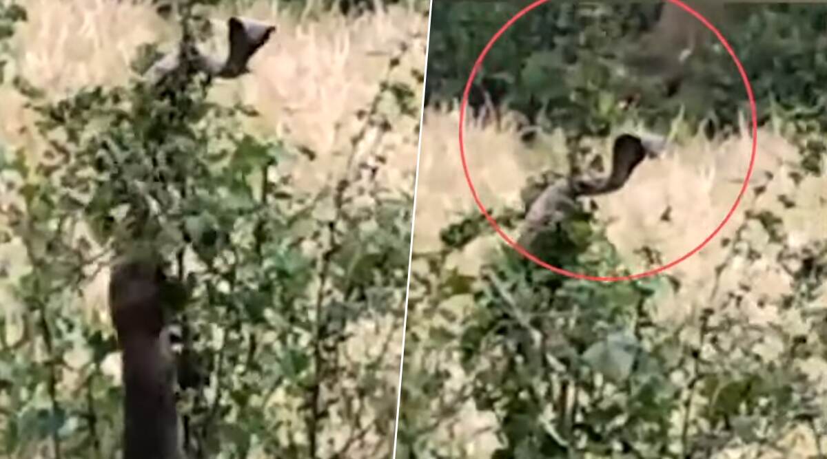 महाराष्ट्र: तीन नेवलों ने किंग कोबरा पर किया अटैक, बुरी तरह से जख्मी हुआ सांप, देखें वायरल वीडियो महाराष्ट्र: तीन नेवलों ने किंग कोबरा पर किया अटैक, बुरी तरह से जख्मी हुआ सांप, देखें वायरल वीडियो
