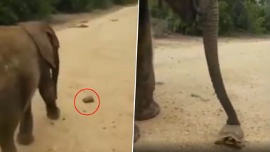 इंसानों से ज्यादा समझदार है ये हाथी का बच्चा, बीच सड़क पर चल रहे कछुए को दिया रास्ता- देखें वीडियो
