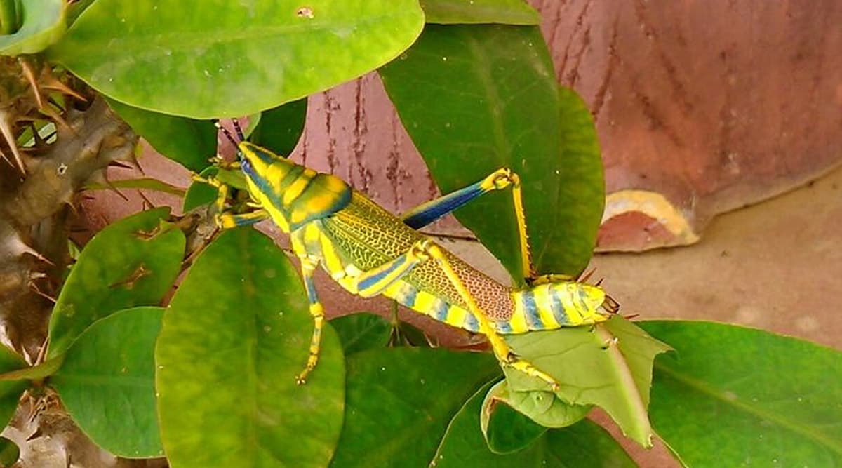 Locust Attack: देश में ऐसे होता है टिड्डी दल का हमला, 24 घंटे में 35 हजार लोगों का भोजन कर सकते है चट Locust Attack: देश में ऐसे होता है टिड्डी दल का हमला, 24 घंटे में 35 हजार लोगों का भोजन कर सकते है चट
