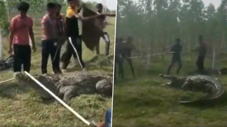 गुजरात: वड़ोदरा के गांव के खेत में मिला 12 फीट लंबा मगरमच्छ, फ़ॉरेस्ट डिपार्टमेंट ने सुरक्षित निकाला, देखें वायरल वीडियो
