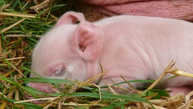 चीन: वैज्ञानिकों ने लैब में पैदा किए बंदर की Cells वाले दो हाइब्रिड सूअर