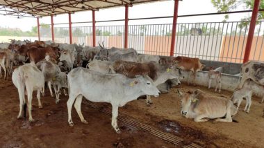 गौ स्वयंवर: मध्य प्रदेश सरकार द्वारा तैयार ऑनलाइन डायरेक्टरी में खोजें अपनी गायों के लिए परफेक्ट मैच