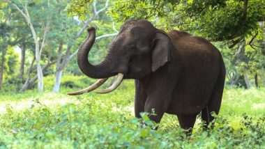 चीन: यौन उत्तेजना से बेकाबू हुआ हाथी, पर्यटकों के सामने चिड़ियाघर के एक रक्षक को बनाया शिकार (देखें वीडियो)