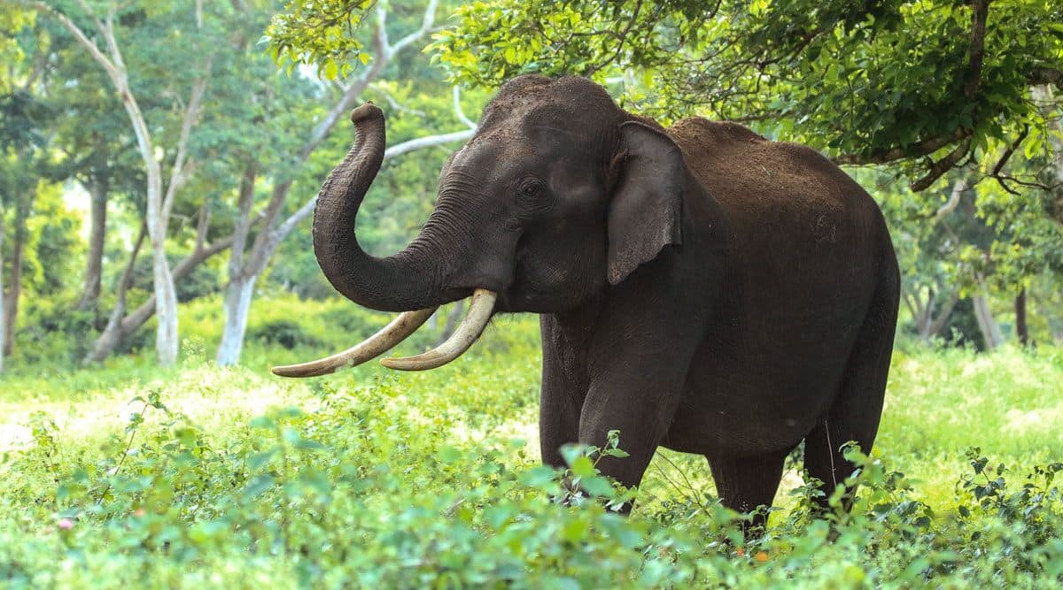 चीन: यौन उत्तेजना से बेकाबू हुआ हाथी, पर्यटकों के सामने चिड़ियाघर के एक रक्षक को बनाया शिकार (देखें वीडियो) चीन: यौन उत्तेजना से बेकाबू हुआ हाथी, पर्यटकों के सामने चिड़ियाघर के एक रक्षक को बनाया शिकार (देखें वीडियो)