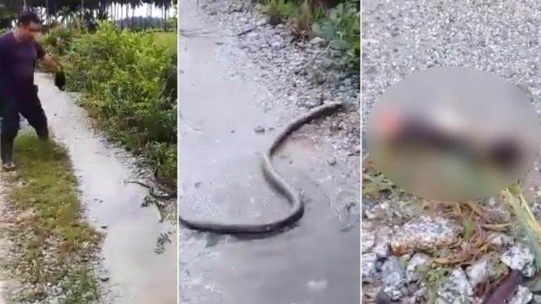 मलेशिया: शख्स ने हशिए से काटा किंग कोबरा का सिर और ऑनलाइन शेयर किया क्लिप, देखें हैरान कर देने वाला वीडियो