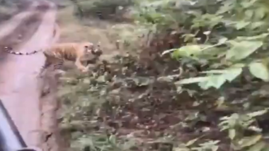 राजस्थान: जब सफारी राइड के दौरान पर्यटकों के पीछे पड़ गया बाघ, देखें सवाई माधोपुर के रणथंभौर नेशनल पार्क का यह वायरल वीडियो