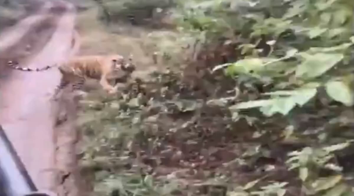 राजस्थान: जब सफारी राइड के दौरान पर्यटकों के पीछे पड़ गया बाघ, देखें सवाई माधोपुर के रणथंभौर नेशनल पार्क का यह वायरल वीडियो राजस्थान: जब सफारी राइड के दौरान पर्यटकों के पीछे पड़ गया बाघ, देखें सवाई माधोपुर के रणथंभौर नेशनल पार्क का यह वायरल वीडियो