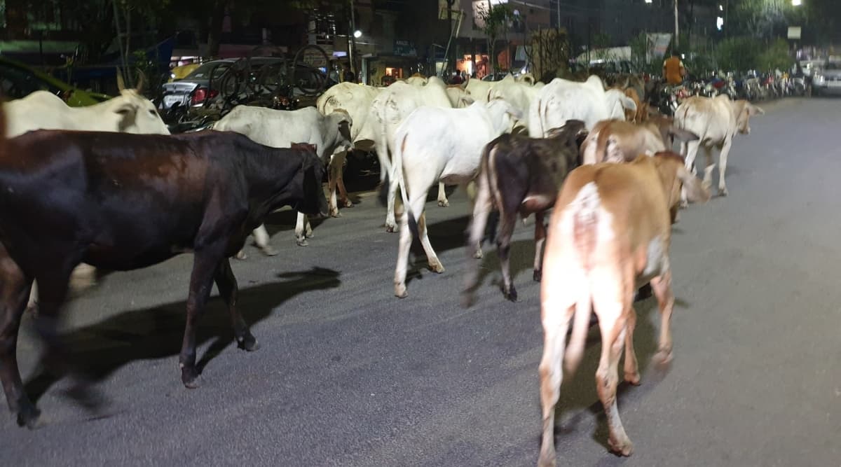 केंद्रीय मंत्री पुरुषोत्तम रुपाला ने कहा- प्रत्येक महानगर के बीच में बने 'गायों का हॉस्टल' केंद्रीय मंत्री पुरुषोत्तम रुपाला ने कहा- प्रत्येक महानगर के बीच में बने 'गायों का हॉस्टल'
