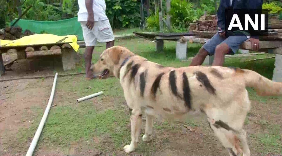 कर्नाटक: बंदरों के आतंक से फसल को बचाने के लिए किसान ने निकाला नायाब तरीका, अपने पालतू कुत्ते को बनाया टाइगर कर्नाटक: बंदरों के आतंक से फसल को बचाने के लिए किसान ने निकाला नायाब तरीका, अपने पालतू कुत्ते को बनाया टाइगर