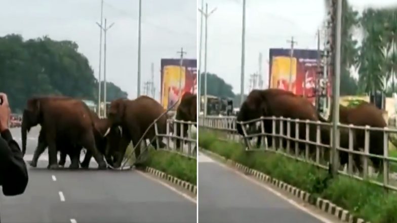 हाथियों के झुंड ने डिवाइडर तोड़कर पार की सड़क, हाइवे पर गाड़ियों को भी रोका, देखें वायरल वीडियो