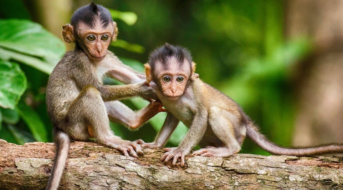 Monkey Day 2019: एक मजाक के रूप में हुई थी 14 दिसंबर को मंकी डे मनाने की शुरुआत, जानें इसका इतिहास और बंदरों से जुड़े रोचक तथ्य Monkey Day 2019: एक मजाक के रूप में हुई थी 14 दिसंबर को मंकी डे मनाने की शुरुआत, जानें इसका इतिहास और बंदरों से जुड़े रोचक तथ्य