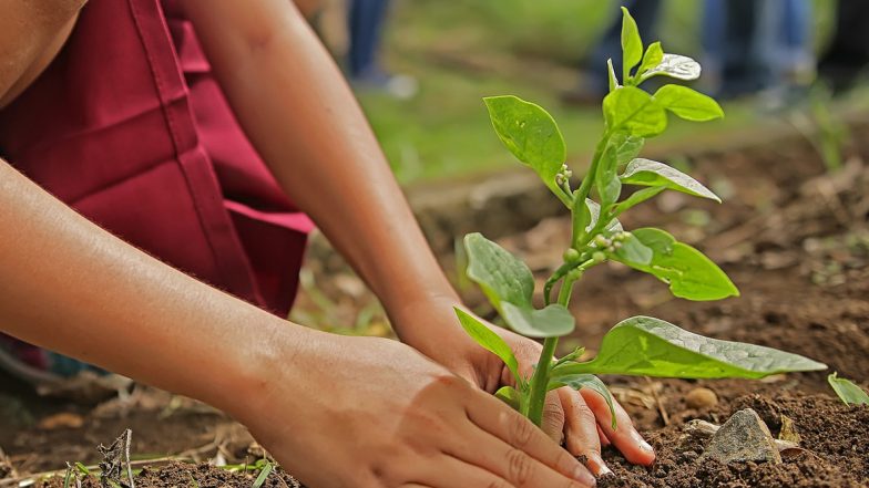Uttar Pradesh Tree Plantation: यूपी ने शुरू किया वृक्षारोपण अभियान, एक दिन में 25.5 करोड़ पौधे किए