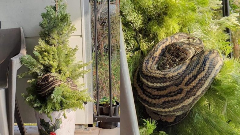 घर की बालकनी में रखे Christmas Tree से लिपटकर बैठा था 10 फुट का अजगर, महिला की उस पर पड़ी नजर और फिर...