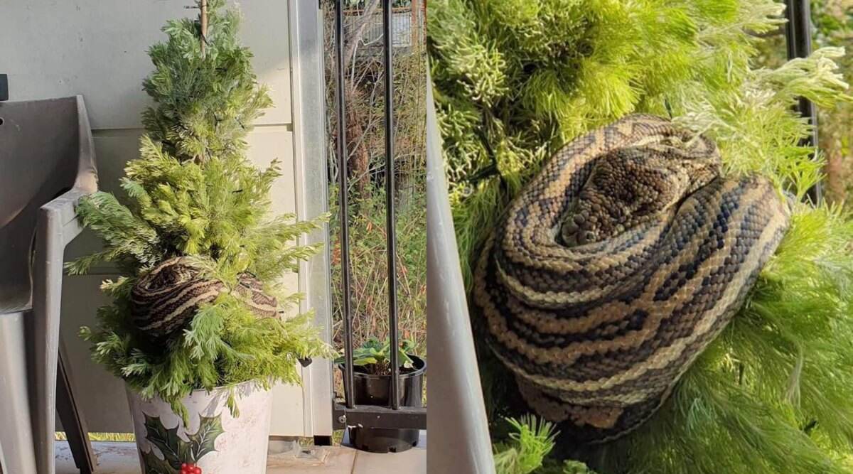 घर की बालकनी में रखे Christmas Tree से लिपटकर बैठा था 10 फुट का अजगर, महिला की उस पर पड़ी नजर और फिर... घर की बालकनी में रखे Christmas Tree से लिपटकर बैठा था 10 फुट का अजगर, महिला की उस पर पड़ी नजर और फिर...