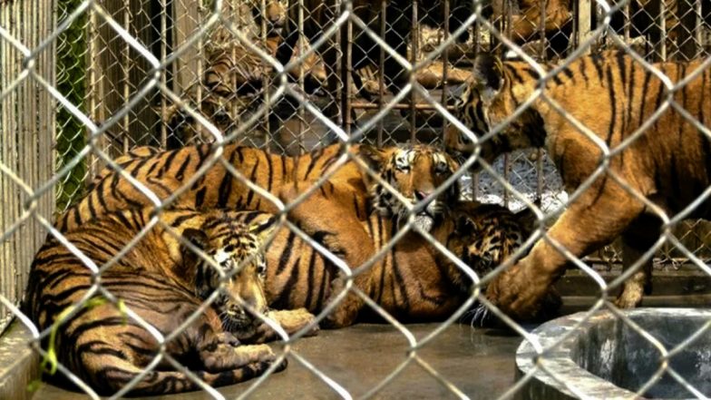 अब जानवरों में फैलने लगा कोरोना, न्यूयॉर्क के ब्रोनक्स जू में नादिया नामक बाघिन COVID- 19 से संक्रमित