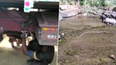 ओडिशा: कालाहांडी जिले में 8 फुट लंबा अजगर ट्रक के नीचे लिपटा हुआ पाया गया