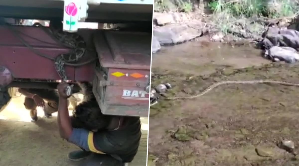 ओडिशा: कालाहांडी जिले में 8 फुट लंबा अजगर ट्रक के नीचे लिपटा हुआ पाया गया ओडिशा: कालाहांडी जिले में 8 फुट लंबा अजगर ट्रक के नीचे लिपटा हुआ पाया गया
