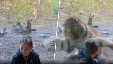 चिड़ियाघर में टाइगर ने छोटे से लड़के पर मारा झपट्टा, उसके बाद जो हुआ... देखें वायरल वीडियो