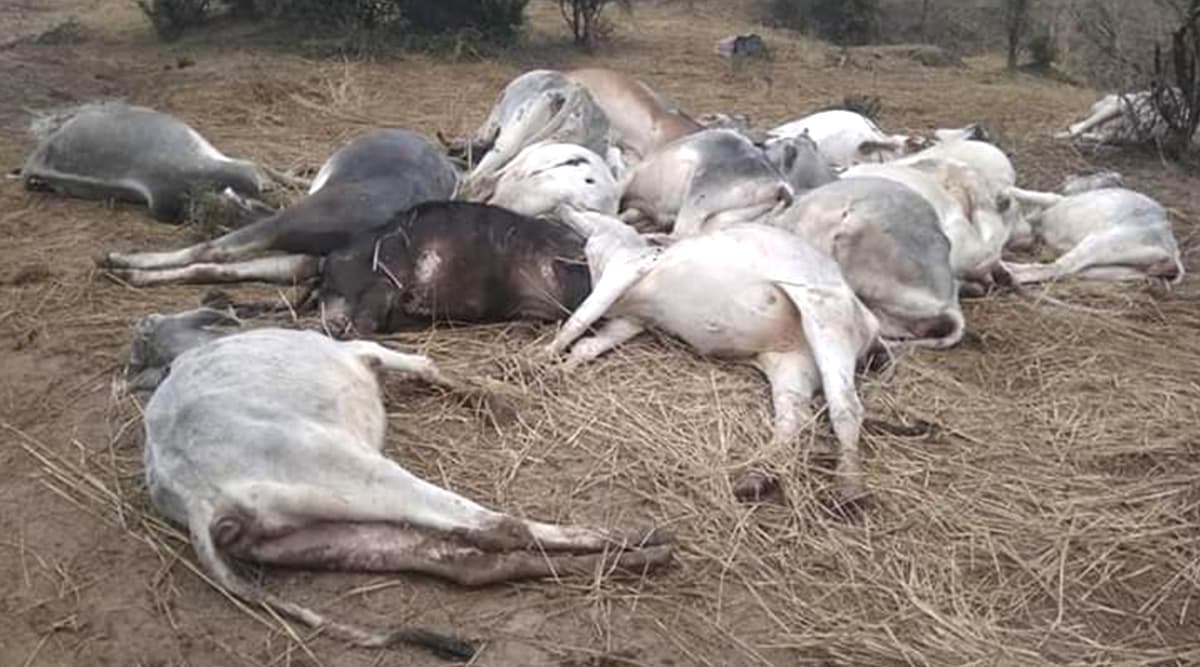 उत्तर प्रदेश में गौशाला पर गिरा बिजली का तार, 21 गायों की मौत उत्तर प्रदेश में गौशाला पर गिरा बिजली का तार, 21 गायों की मौत