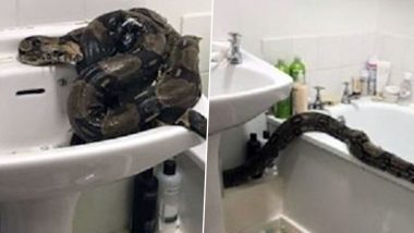 ब्रिटेन की महिला को अपने बाथरूम में मिला दुनिया का सबसे खतरनाक Boa Constrictor सांप, देखें डरावनी तस्वीरें