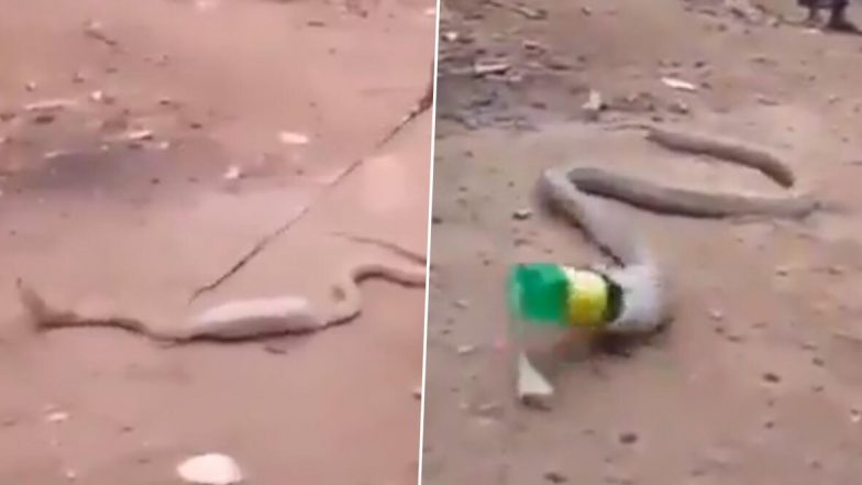 प्लास्टिक की बोतल निगलते ही किंग कोबरा की हालत हुई खराब, लोगों ने ऐसे की इस जहरीले सांप की मदद, देखें वीडियो