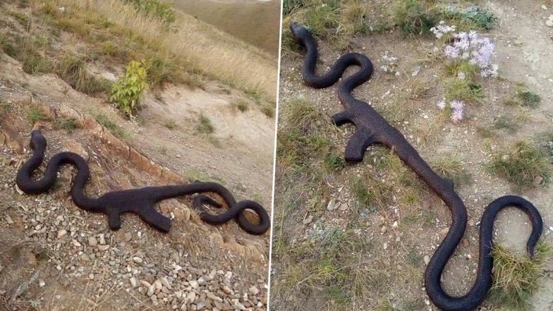 OMG! सांप ने निगल लिया AK-47, सोशल मीडिया पर वायरल हुई तस्वीरें, यूजर्स ने पूछा यह असली है या नकली?