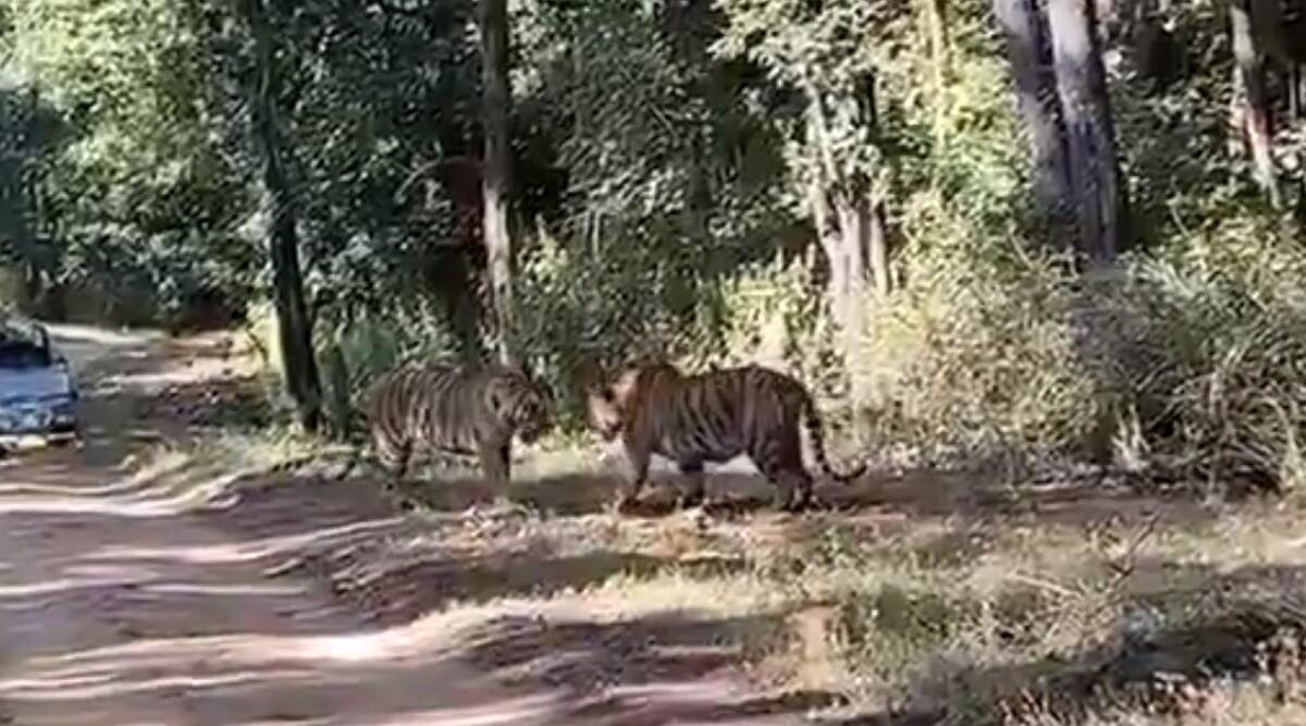 मध्यप्रदेश: कान्हा टाइगर रिजर्व में आपस में भिड़े दो बाघ, वीडियो में देखें क्या हुआ अंजाम मध्यप्रदेश: कान्हा टाइगर रिजर्व में आपस में भिड़े दो बाघ, वीडियो में देखें क्या हुआ अंजाम