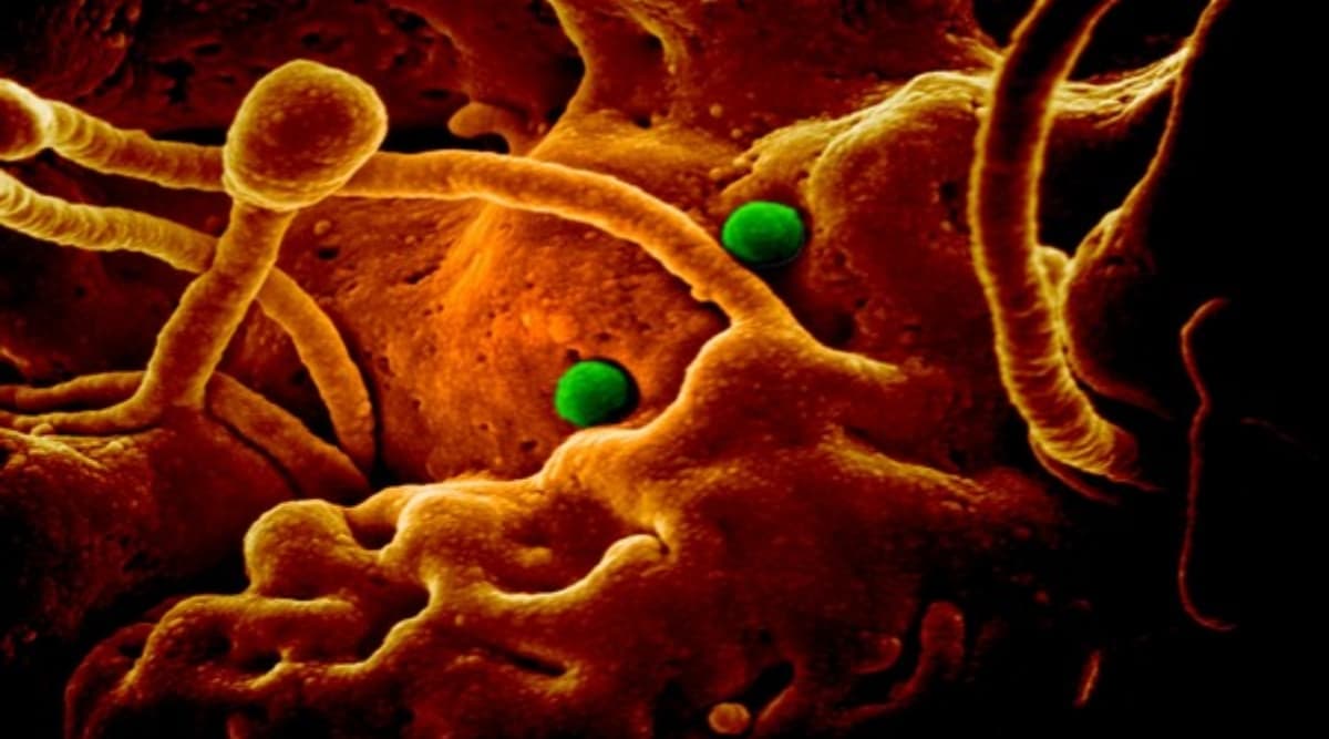 Coronavirus: कोरोनावायरस मामले में भारत में 60 विमानों के 12,828 यात्रियों की हुई थर्मल जांच