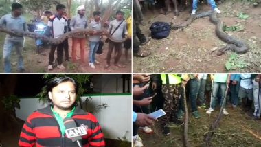ओडिशा: पाइप में फंसे 6 विशाल अजगर निकाले गए, सबसे लंबा 18 फीट का, देखें वायरल वीडियो