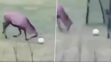 पार्क में फुटबॉल खेलता हुआ दिखाई दिया हिरण, गोल करने के बाद मनाया खुशी का जश्न, देखें वीडियो